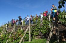 Weinberg mit Weinbergsführung - Sächsischer Weinwanderweg © AugustusTours, Anke Berndt