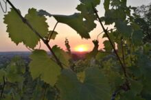 Sonnenuntergang am Sächsischen Weinwanderweg bei Dresden © AugustusTours, Sophie Bergfeld