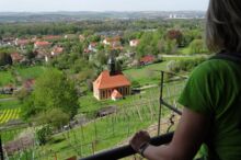 Weinberg in Pillnitz mit Weinbergkirche © AugustusTours, Anke Berndt