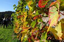 Sächsische Weinstraße: Laubfärbung im Weinberg bei Weinwanderung © AugustusTours, Anke Berndt